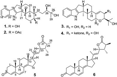 Anti-Vibrio Indole-Diterpenoids and C-25 Epimeric Steroids From the Marine-Derived Fungus Penicillium janthinellum